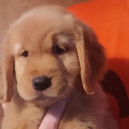 Golden Retrievers from Abbeys Golden Retriever Puppies