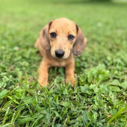 Cora - Dapple female Dachshund puppy in Toledo, Illinois from Mountjoy Dachshunds