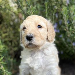 Assorted Doodle Crosses and Goldendoodle Puppies from Wake Forest Darling Doodles
