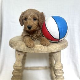Mikey - Apricot male Goldendoodle puppy in Nephi, Utah from Doodles and Cavaliers