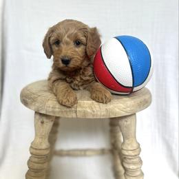 Mikey - Apricot male Goldendoodle puppy in Nephi, Utah from Doodles and Cavaliers
