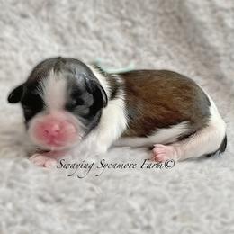 Brindle and White Female - Mint Collar - Brindle and white female Shih Tzu puppy in Crawfordsville, Indiana from Swaying Sycamore Farm