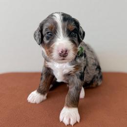 Indy - Merle male Bernedoodle puppy in Apache Junction, Arizona from Coffey House Doodles