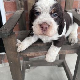 Boy 2 - English Springer Spaniel puppy in Swainsboro, Georgia from Sweet Georgia Springers