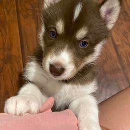 Siberian Huskies from Andrew & Elizabeth