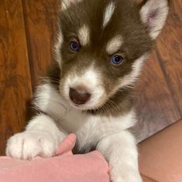 Siberian Huskies from Andrew & Elizabeth
