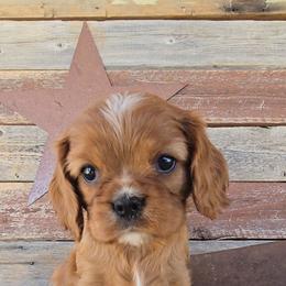 Juniper - Ruby female Cavalier King Charles Spaniel puppy in Apple Valley, California from Nancy's Cavalier King Charles Spaniels & Golden Retrievers
