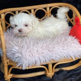 Bean - White and lemon male Maltese puppy in Bennettsville, South Carolina from Cottonwood Maltese