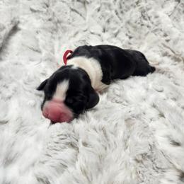 Austin - Tri-Roan male English Springer Spaniel puppy in Westover, Maryland from Sterling's springer Haven