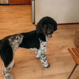 Goldendoodle puppies from Bows and Ties Doodles, LLC