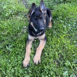 German Shepherd Puppies from EshelmanSchwitz German Shepherd Dogs