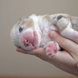Australian Shepherd Puppies from Saddle Peak Aussies