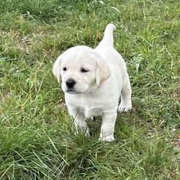 Labrador Retriever Puppies from Faithful Labs