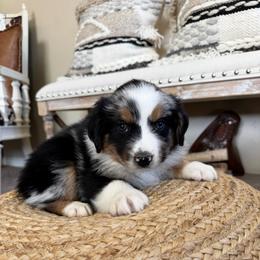 DAISY - Blue merle female Australian Shepherd puppy in Pendleton, Oregon from High West Aussies