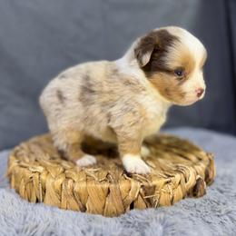 Baker - Red merle male Miniature American Shepherd puppy in Clinton, Missouri from Mockingbirds American Minis