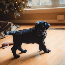 Eve- PurpleLime Collar - Black female Giant Schnauzer puppy in Bessemer, Alabama from The Copper Cottage Canines