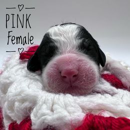 Goldendoodle and Poodle Puppies from Trammell’s Southern Pups