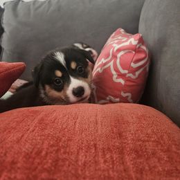Pembroke Welsh Corgi Puppies from McMillion Corgis