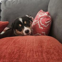 Pembroke Welsh Corgi Puppies from McMillion Corgis