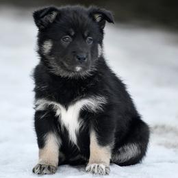 Yellow Girl - Suvi - Black and tan female Lapponian Herder puppy in Prattsburgh, New York from Maalattu Koirankoppi Lapponian Herders