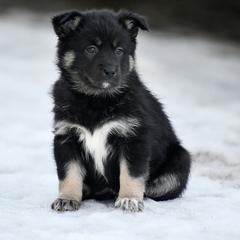 Yellow Girl - Suvi - Black and tan female Lapponian Herder puppy in Prattsburgh, New York from Maalattu Koirankoppi Lapponian Herders