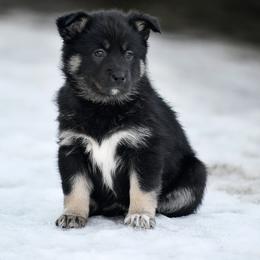 Yellow Girl - Suvi - Black and tan female Lapponian Herder puppy in Prattsburgh, New York from Maalattu Koirankoppi Lapponian Herders
