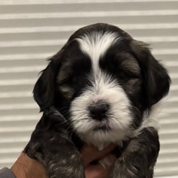 Schroder - Sable and white Tibetan Terrier puppy in Winters, California from Rama Kha Tibetans