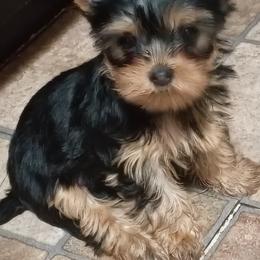 Daphine - Blue and gold female Yorkshire Terrier puppy in Potomac, Maryland from Fabiana's Yorkshire Terriers