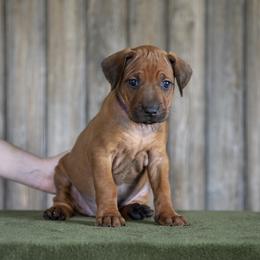 Miss Purple - Rd whtn blk nose female Rhodesian Ridgeback puppy in Hillman, Minnesota from Rhoxwood Kennel