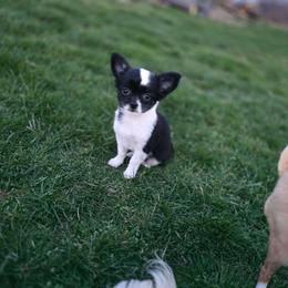 Oreo - Black and white male Chihuahua puppy in Amity, Pennsylvania from Baxters Chihuahuas