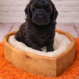 Orange - Sable male Goldendoodle puppy in Byron, Georgia from Southern Olive Doodles 🫒