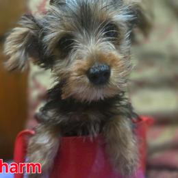 Charm - Black and tan female Yorkshire Terrier puppy in Conyers, Georgia from Furrever Puppy Co.