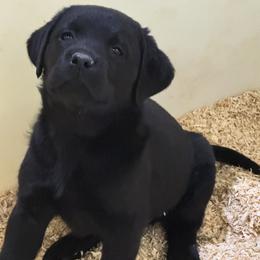 Splash - Black female Labrador Retriever puppy in Silver Springs, New York from Humehill