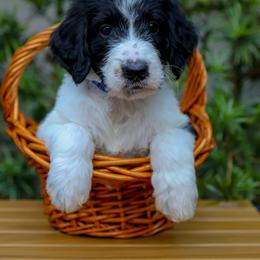 Blue collar - Parti male Goldendoodle puppy in Palmetto Bay, Florida from SOMIDOODLES