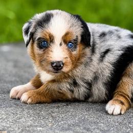Razzle Dazzle - Blue merle female Toy Australian Shepherd puppy in Leitchfield, Kentucky from Legendmaker MAS