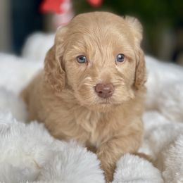 Simon - Apricot male Labradoodle puppy in San Antonio, Texas from I Love U Back Labradoodles, LLC