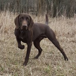German Shorthaired Pointers from Wind River's Kennel
