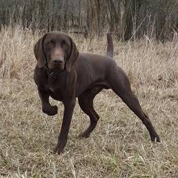 German Shorthaired Pointers from Wind River's Kennel