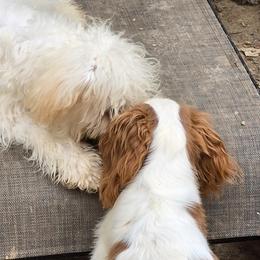 Cavapoos and Dachshunds from Rosies Doxies and Poodles CKC