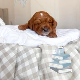 Teddy - Red  male Goldendoodle puppy in Vancouver, Washington from Pnwfamilydoodles