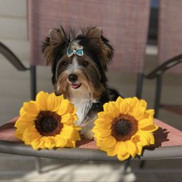 Mario - Black tan and white male Biewer Terrier puppy in Chester, South Carolina from Classic Biewers