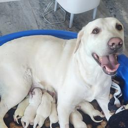 Boy 2 - Yellow male Labrador Retriever puppy in Arizona from Lily's White Labs