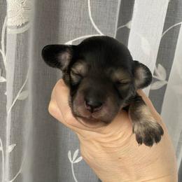 Ana-Cream Sable - Sable female Dachshund puppy in Wolf Lake, Indiana from Canisteo Dachshunds
