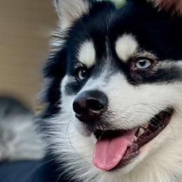 Pomskies from Prairie Moon Pomskies