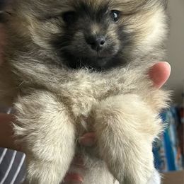 Daxel - Cream sable Pomeranian puppy in Eureka Springs, Arkansas from Maple Hills Poms