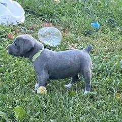 Mountain Cur Puppies from Walnut Ridge Mountain Curs