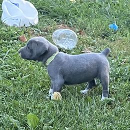Mountain Cur Puppies from Walnut Ridge Mountain Curs
