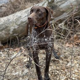 Luna - German Shorthaired Pointer