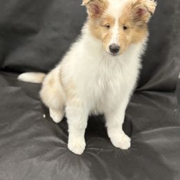 Biewer Terrier and Collie Puppies from Juan F Londono Esteban