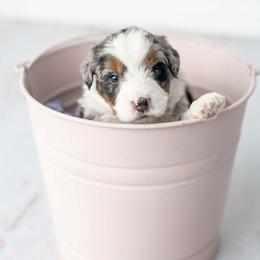 Lucky - Blue merle female Bernedoodle puppy in Lititz, Pennsylvania from Sleepy Hollow Acres